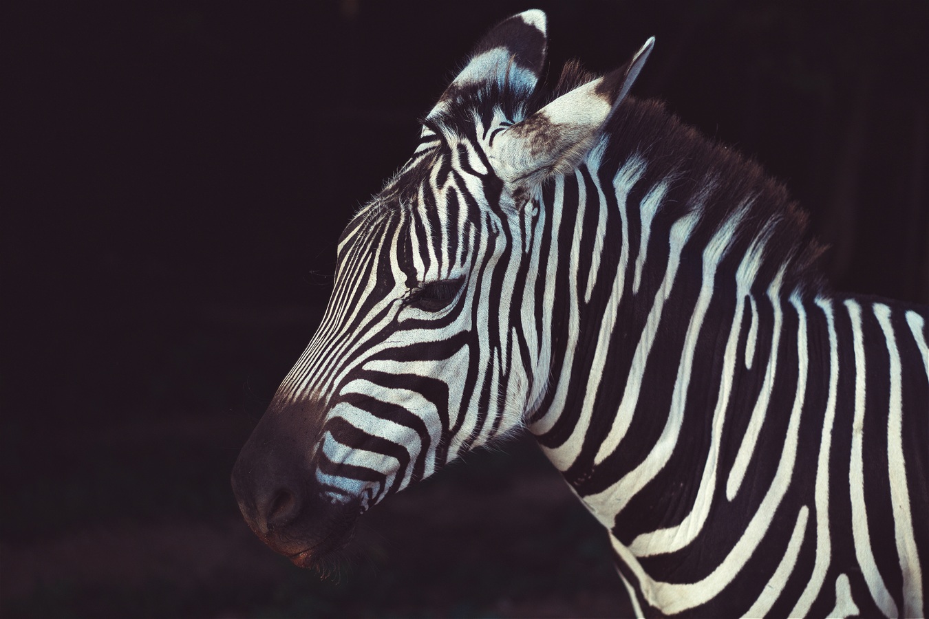 AS ZEBRAS SÃO BRANCAS COM LISTRAS PRETAS OU PRETAS COM LISTRAS BRANCAS