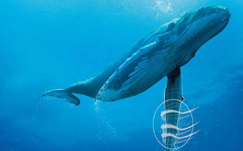 Design da baleia Jubarte ajuda resolver problema das Turbinas Eólicas