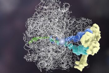 CIENTISTAS DESCOBREM PROTEÍNA QUE FAZ 'CONTROLE DE QUALIDADE' EM OUTRAS PROTEÍNAS