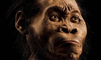 HOMO NALEDI, O ELO QUE NÃO SE ENCAIXA NA TEORIA DA EVOLUÇÃO HUMANA