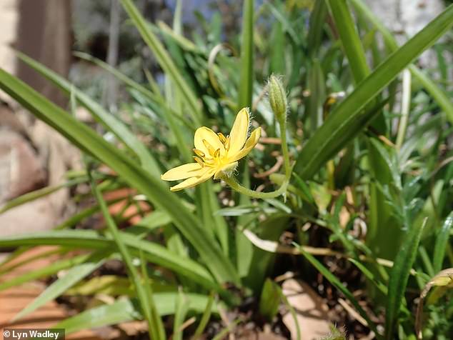 Hypoxis angustifolia